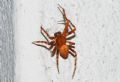 Araneus alsine